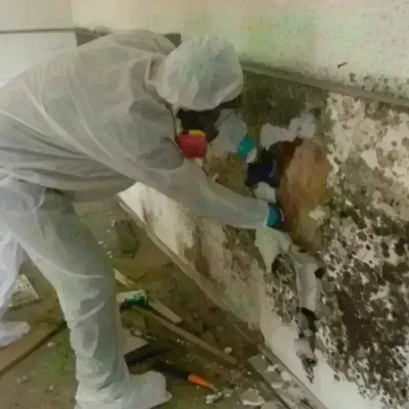 Mold Remediation and Removal in Landover Hills, MD